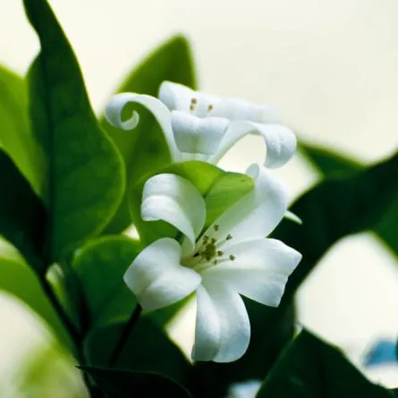 ご法要・偲ぶ会